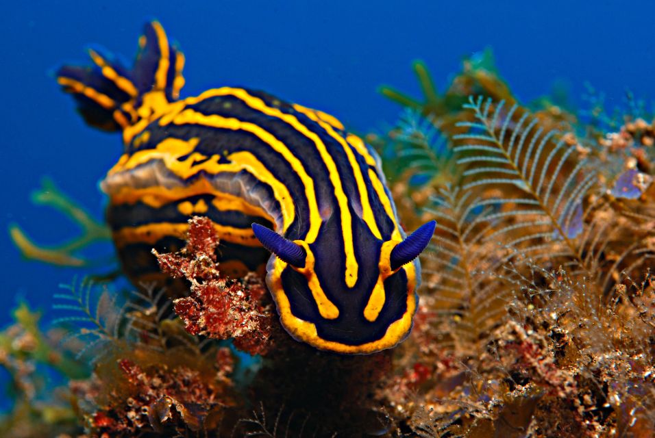 Santa Cruz de Tenerife: PADI Introductory Dive - Price and value: is $152 fair for a 3-hour PADI intro?