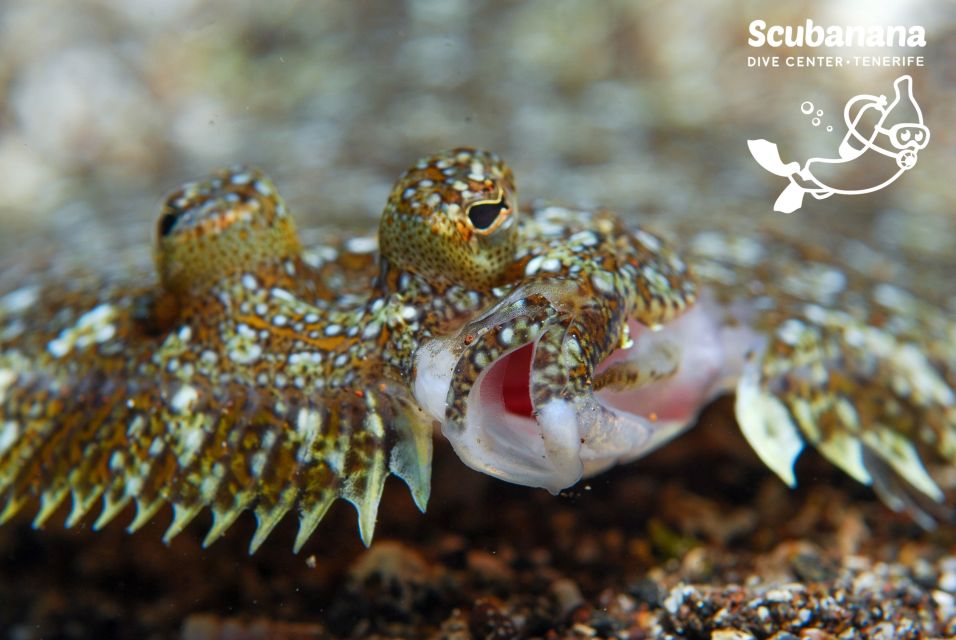Santa Cruz de Tenerife: PADI Introductory Dive - Four skills underwater: practice the essentials, not random stunts