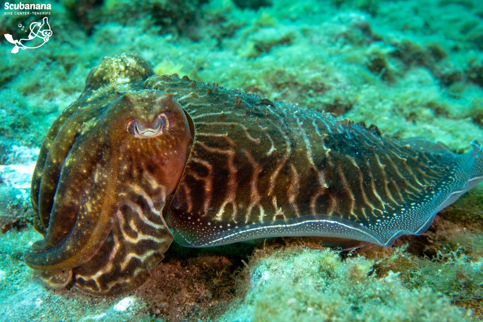 Santa Cruz de Tenerife: PADI Introductory Dive - What to bring (and what to remember once you’re suited up)