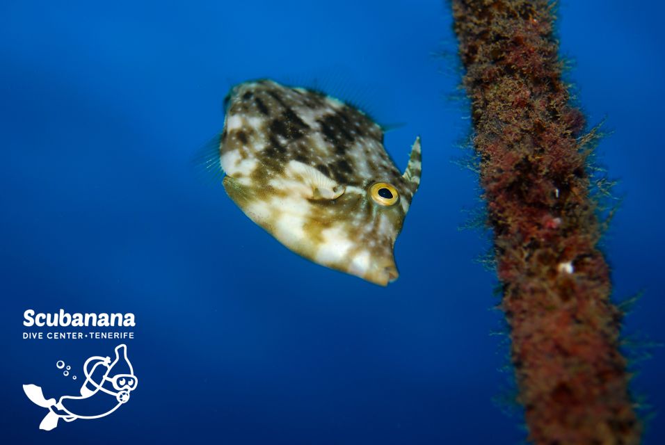 Santa Cruz de Tenerife: PADI Introductory Dive - Timing and flow: 3 hours that don’t waste your time