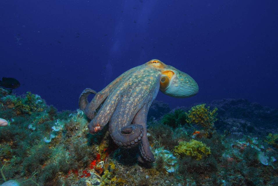 Santa Cruz de Tenerife: PADI Introductory Dive - From Scubanana to wetsuit: gear setup is part of the lesson