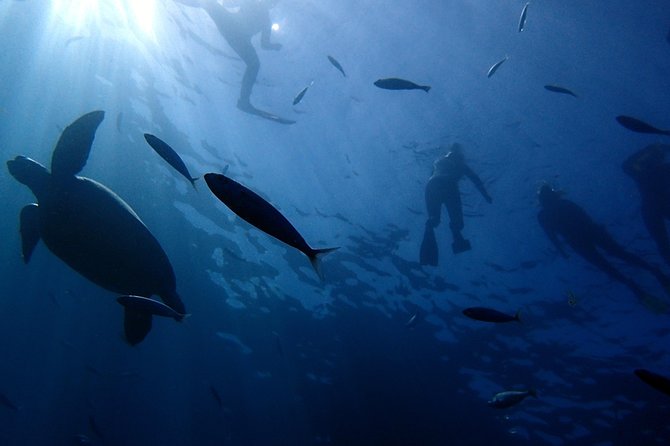 Scuba Adventure – 2 Guided Dives from Our Boat in Tenerife - Morning Check-In at Paradise Divers in Callao Salvaje