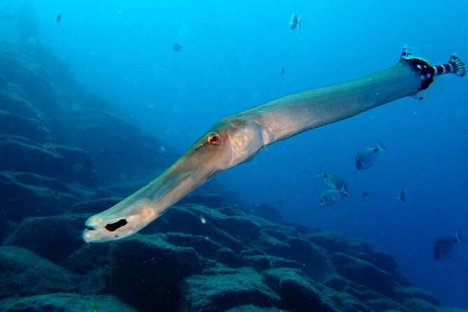 Scuba Adventure – 2 Guided Dives from Our Boat in Tenerife - Cruising Tenerife’s South Coast on a Rigid Inflatable Boat