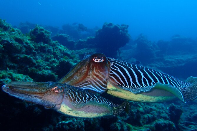 Scuba Adventure – 2 Guided Dives from Our Boat in Tenerife - The Break Between Sessions: Costa Adeje Coffee Time