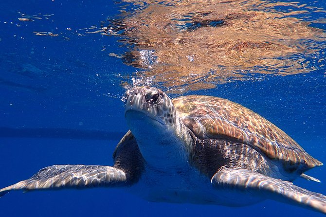 Scuba Adventure – 2 Guided Dives from Our Boat in Tenerife - What’s Included (and What You’ll Pay Extra For)