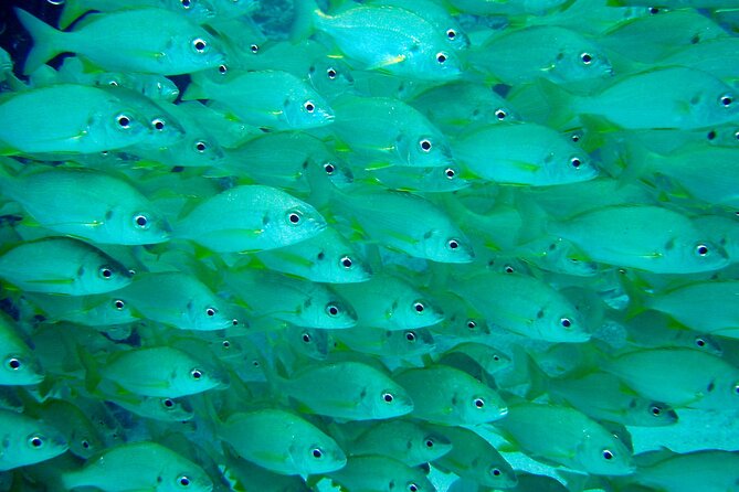 Scuba Adventure – 2 Guided Dives from Our Boat in Tenerife - Price and Value: Is $98.64 a Good Deal?