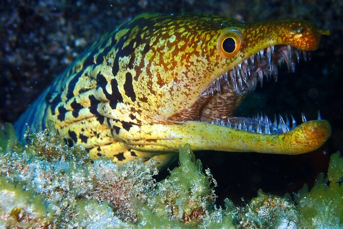 Scuba Adventure – 2 Guided Dives from Our Boat in Tenerife - Who This Scuba Day Fits Best