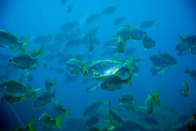 Scuba Adventure – 2 Guided Dives from Our Boat in Tenerife - Practical Tips to Get More From Your Day