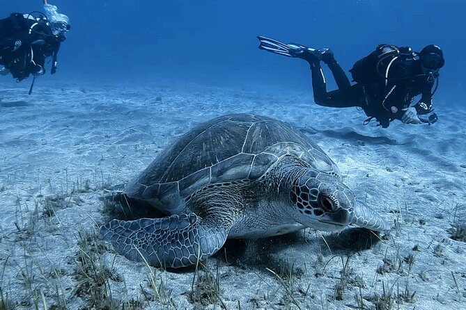 Scuba Experience in Tenerife with Guide - Going below around Tenerife: volcanic scenery plus marine life spotting