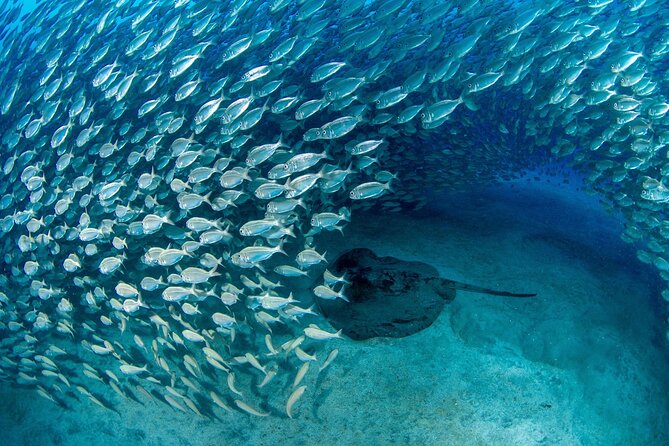 Scuba Experience in Tenerife with Guide - Instructor attention: why this feels personal instead of rushed