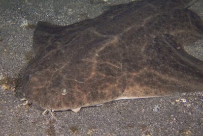 Scuba Night Dive on Tenerife - Radazul Meeting Point: Easy Start, Real Waterfront Convenience