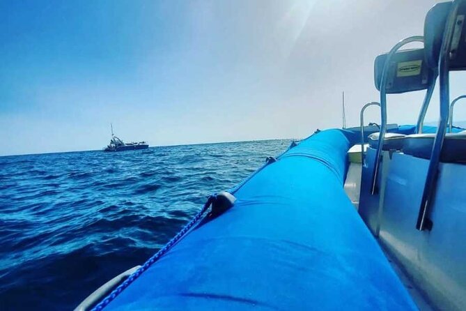 SEA SAFARI, Dolphins, Whales, snorkeling, snack and drink, 2 h speedboat - What happens on the water: dolphins, whales, and the thrill of speed