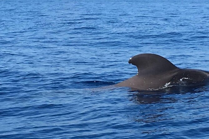 SEA SAFARI, Dolphins, Whales, snorkeling, snack and drink, 2 h speedboat - The snack, drink, and why they help on a short tour