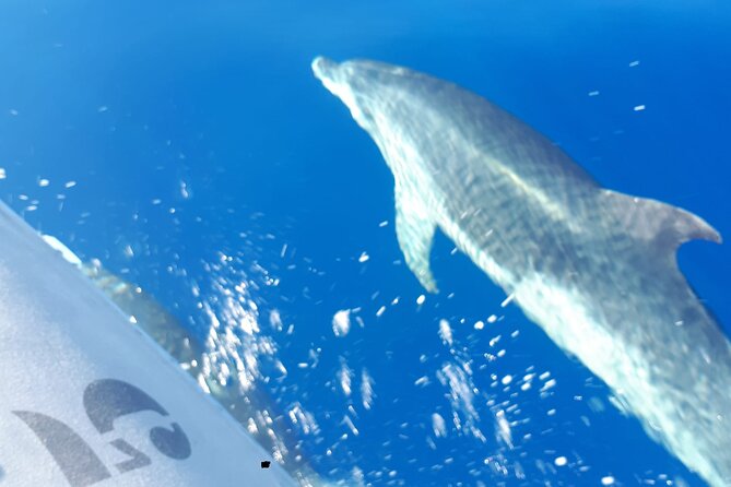 SEA SAFARI, Dolphins, Whales, snorkeling, snack and drink, 2 h speedboat - Guide style: fast spotting, clear explanations, and Marco
