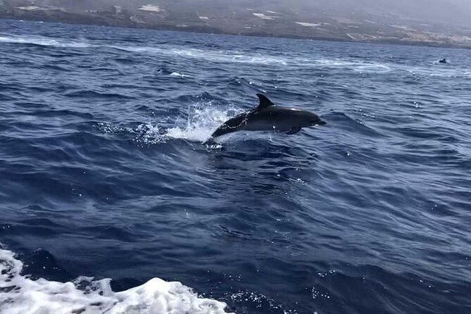 SEA SAFARI Dolphins,Whales, snorkeling, snack, drink, 3h private - What you can see: dolphins, whales, turtles, and the surprise extras