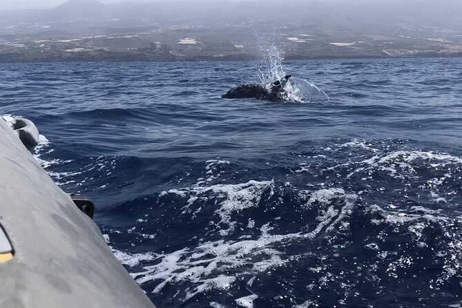 SEA SAFARI Dolphins,Whales, snorkeling, snack, drink, 3h private - Practical tips for a smooth Tenerife sea day