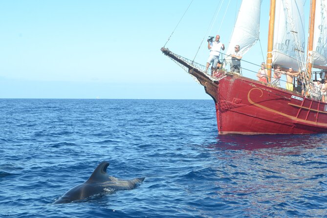 Sealife Dolphin & Whale Watching aboard Portuguese schooner - The 10:00 departure: what you should be ready for
