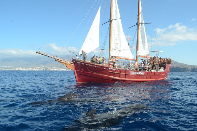 Sealife Dolphin & Whale Watching aboard Portuguese schooner - Where you start in Los Cristianos—and why the meeting point matters