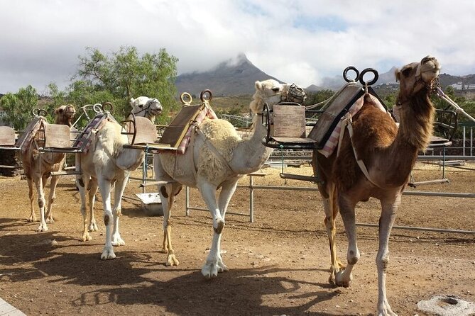 Skip the Line: Camel Park Tenerife Ticket - Key Things That Make This Ticket Worth a Look