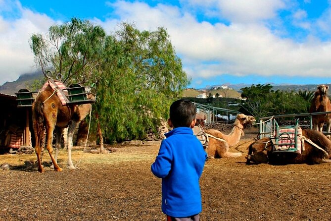 Skip the Line: Camel Park Tenerife Ticket - A Nice Break From the Tenerife Beach Scene
