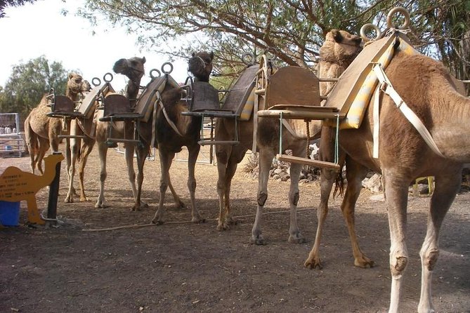 Skip the Line: Camel Park Tenerife Ticket - Camel Park Hours: When You Can Actually Go