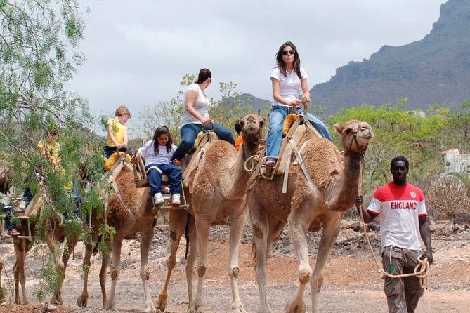 Skip the Line: Camel Park Tenerife Ticket - Getting There: Optional Pickup Plus Easy Public Transport