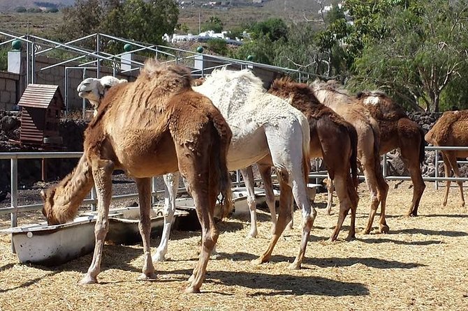 Skip the Line: Camel Park Tenerife Ticket - What You’ll Do at Camel Park (Beyond the Ride)