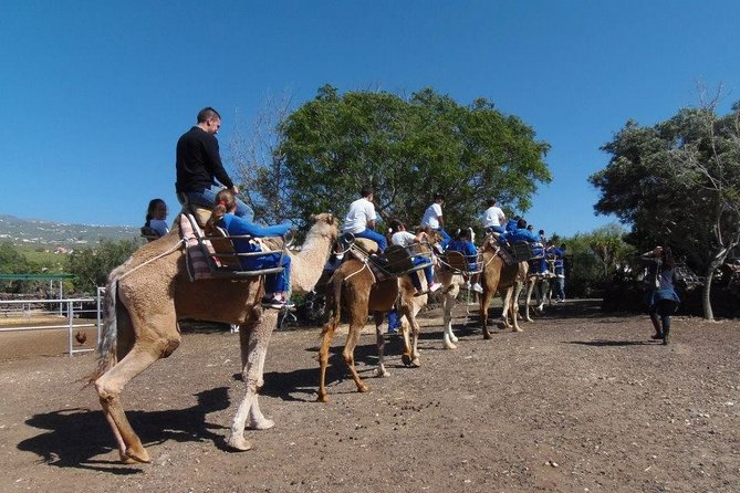 Skip the Line: Camel Park Tenerife Ticket - The On-Site Restaurant: Simple Break Time