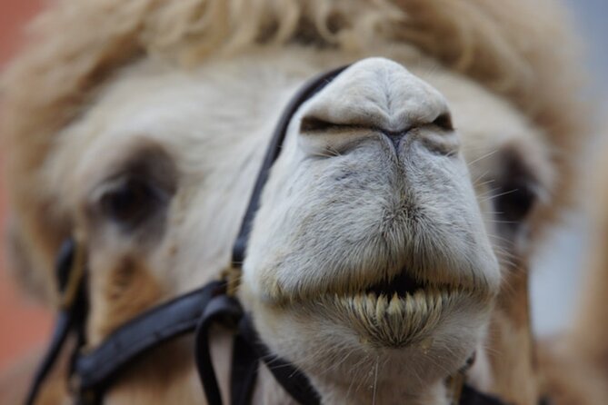 Skip the Line: Camel Park Tenerife Ticket - Timing, Weather, and Small-Group Sanity