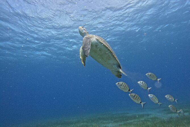 Small Group Snorkeling in Abades Bay with Licensed Guide - Key highlights before you go