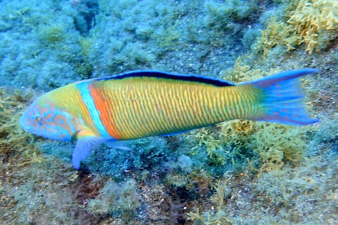 Small Group Snorkeling in Abades Bay with Licensed Guide - After the guide: your own snorkeling time in Abades Bay