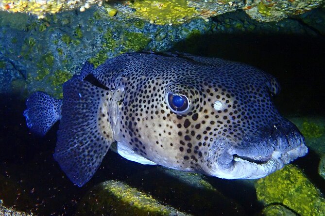 Small Group Snorkeling in Abades Bay with Licensed Guide - Group size and timing: why your day matters here