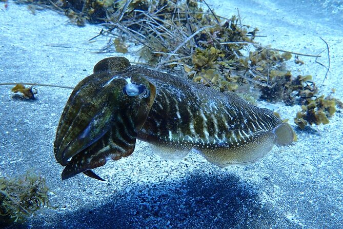 Small Group Snorkeling in Abades Bay with Licensed Guide - Price and what $69.79 buys you in real value