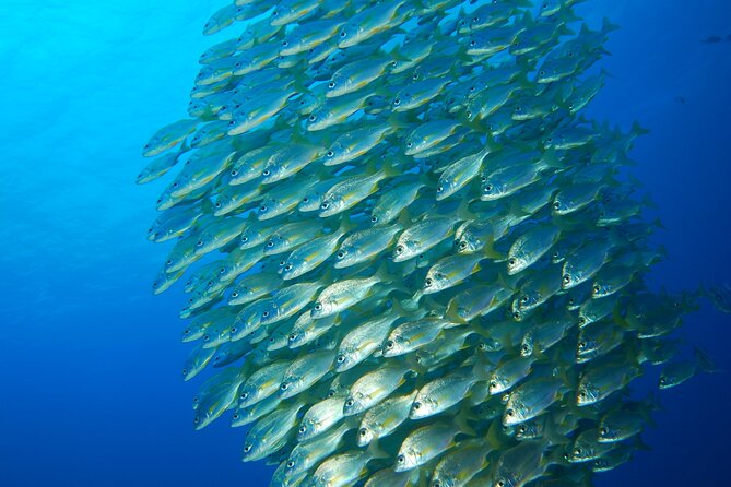 Snorkel Rental 24h, discover Tenerifes Ocean on your own! - Radazul Bay: the real reason this rental feels easy