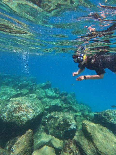 Snorkeling Boat Trip in Marine Turtles Natural Habitat - Marine turtles in their natural habitat: what the trip is really like