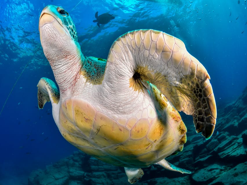 Snorkeling Boat Trip in Marine Turtles Natural Habitat - Price and value: what $57 buys you (and what it doesn’t)