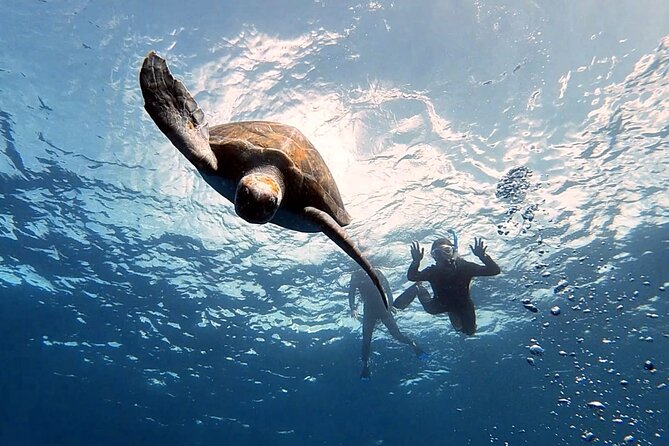 Snorkeling excursion in the Rayas and Turtles Zone - Key things to know before you go