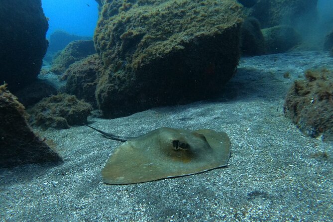 Snorkeling excursion in the Rayas and Turtles Zone - Your guide and the small group pace (Paco’s style)