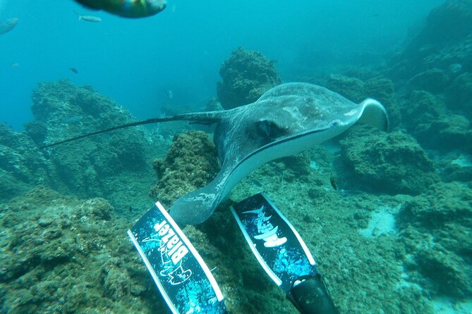 Snorkeling excursion in the Rayas and Turtles Zone - How long you’ll be out there, and how to prepare mentally