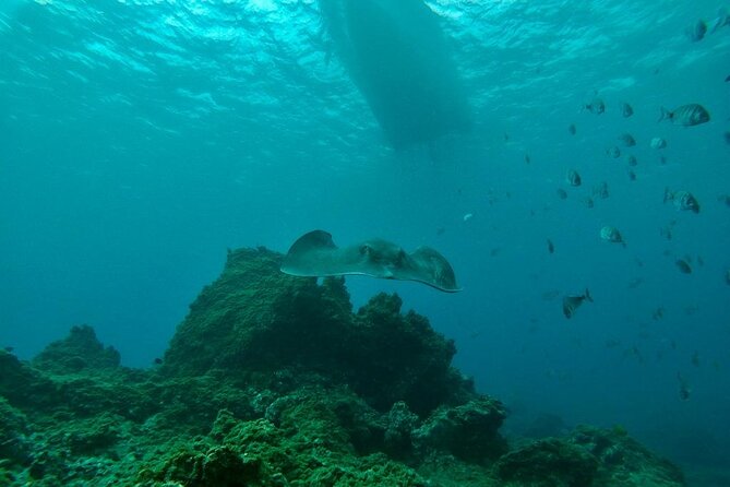 Snorkeling excursion in the Rayas and Turtles Zone - Price and value: what $66.16 buys you