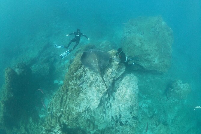 Snorkeling excursion in the Rayas and Turtles Zone - Who this excursion fits best (and who might want something else)