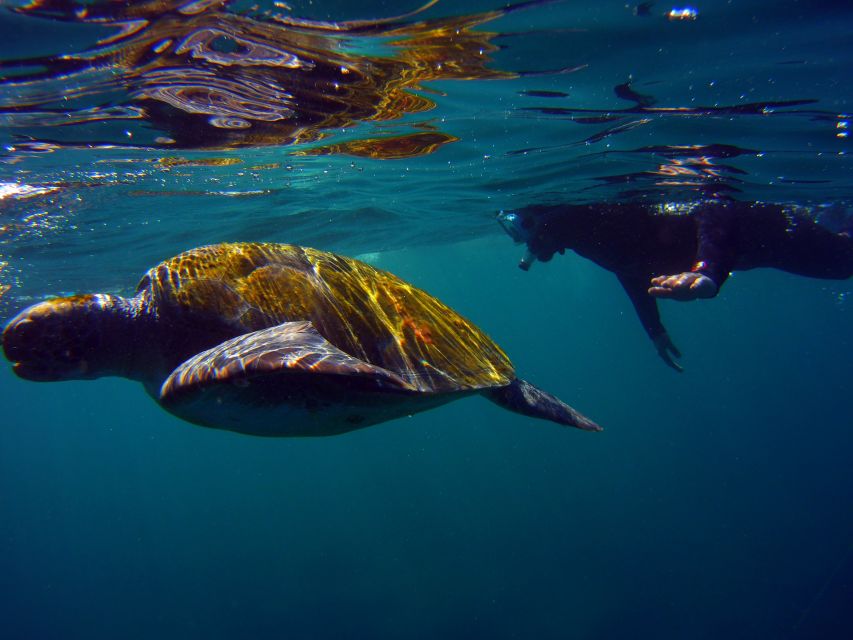 Snorkeling in a Volcanic Bay - Key things you’ll notice in Los Abrigos