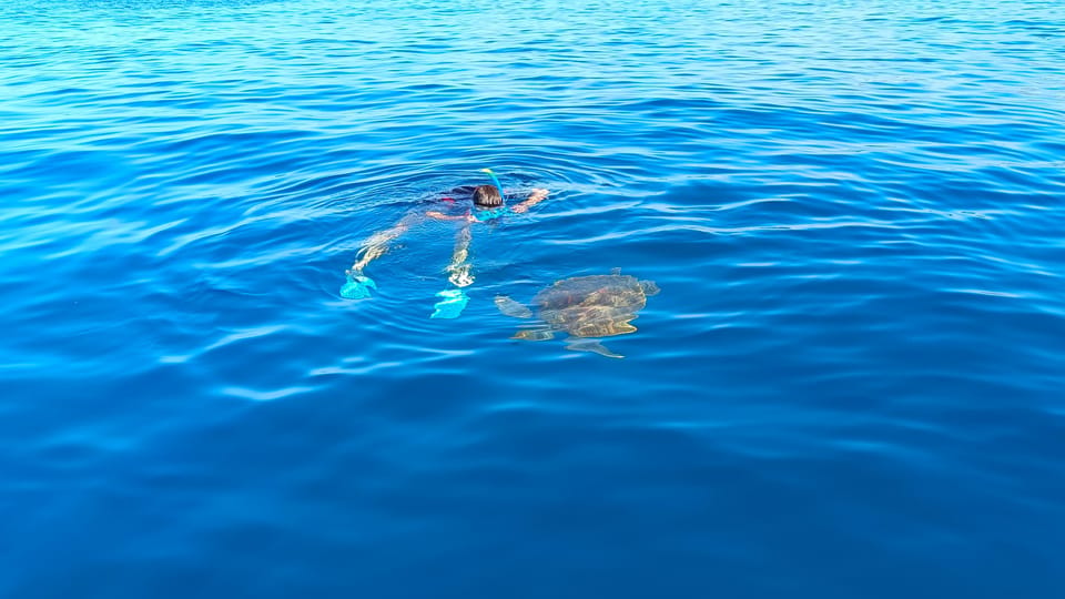 Snorkeling in a Volcanic Bay - One hour snorkeling with an instructor: what you should look for