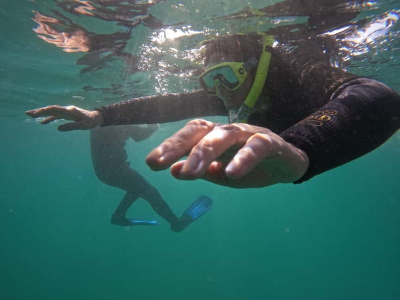 Snorkeling in tenerife south: Discover the underwater world - Key points worth knowing