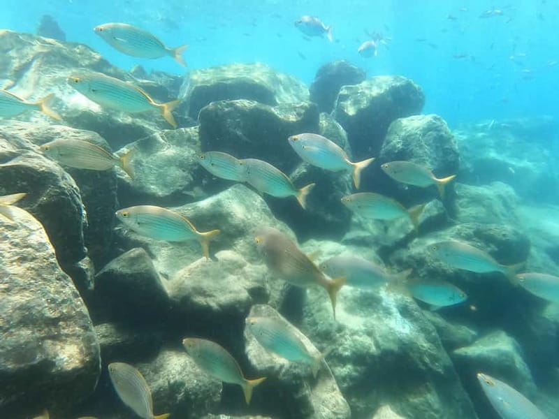 Snorkeling in tenerife south: Discover the underwater world - Where you start: Hotel GF Isabel and the fast route to water