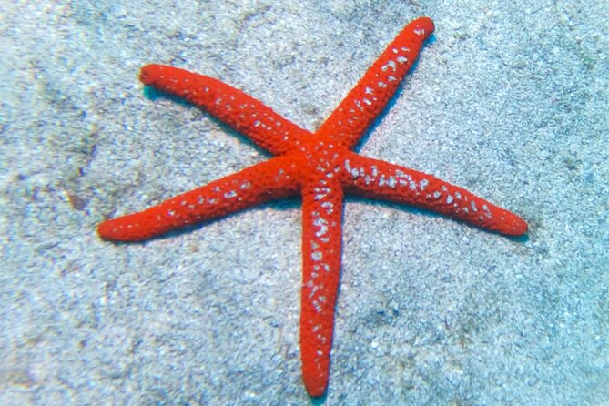 Snorkeling with a Professional Instructor in Tenerife - Beginner-Friendly Snorkeling in Tenerife (and why it matters)