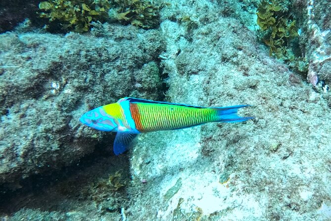 Snorkeling with a Professional Instructor in Tenerife - The Short Ride to Los Cristianos and the Ray Odds