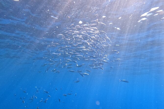 Snorkeling with a Professional Instructor in Tenerife - The 30–40 Minute Briefing: This Is the Real Start