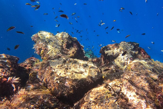 Snorkeling with a Professional Instructor in Tenerife - In the Water With Photos and Videos (and gear that fits)