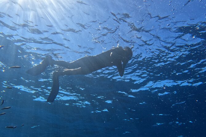 Snorkeling with a Professional Instructor in Tenerife - Getting Picked Up and Using Your Time Wisely